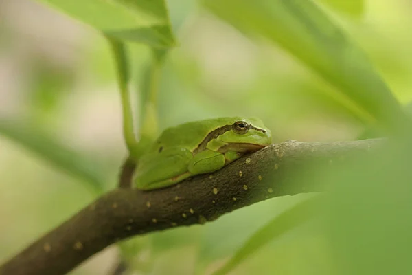 Žába Obojživelné Jezírko — Stock fotografie