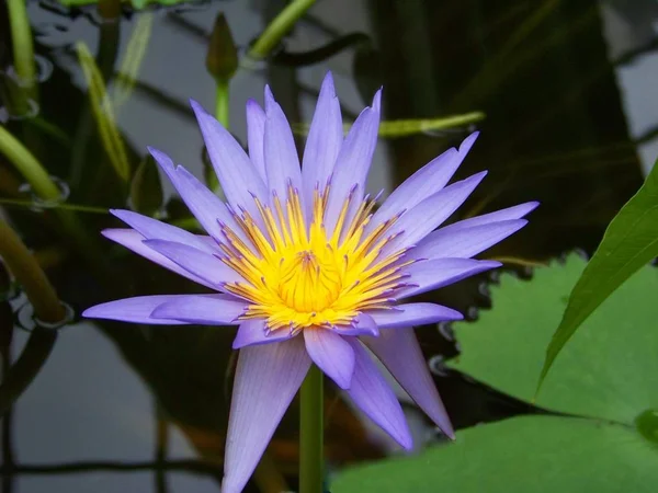 美丽百合花的特写 — 图库照片