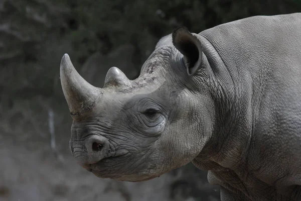 Detailní Záběr Zvířat Zoologické Zahradě — Stock fotografie