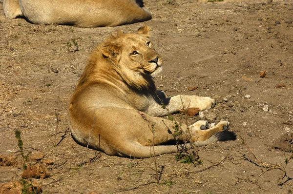 León Joven Reposo Sur África — Foto de Stock