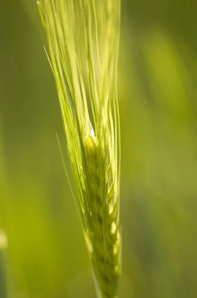 Vista Panoramica Dell Agricoltura Campagna — Foto Stock