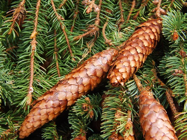 Conifer Pine Tree Cones — Stock Photo, Image