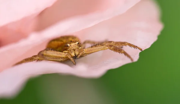Ανατριχιαστική Αράχνη Τρομακτικό Έντομο — Φωτογραφία Αρχείου