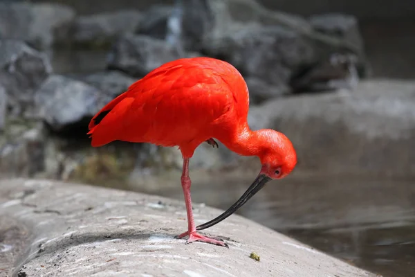 Scenic View Beautiful Ibis Bird — Stock Photo, Image