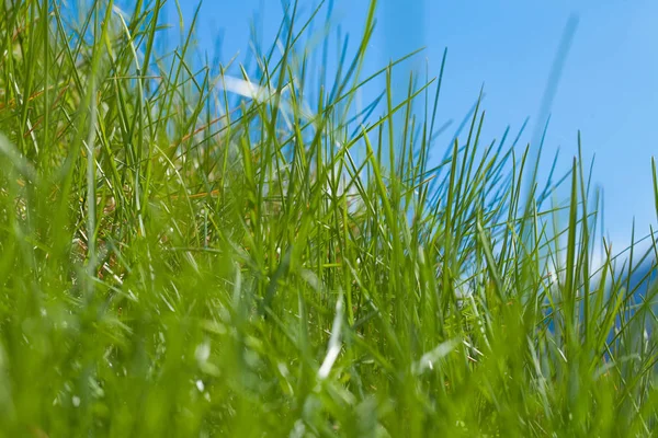 Green Grass Field — Stock Photo, Image