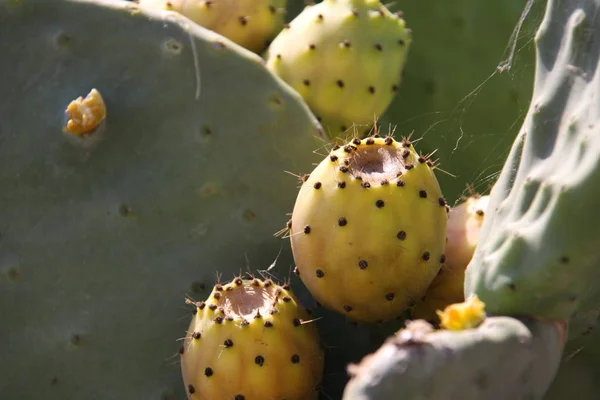 Kaktusy Ogrodzie — Zdjęcie stockowe