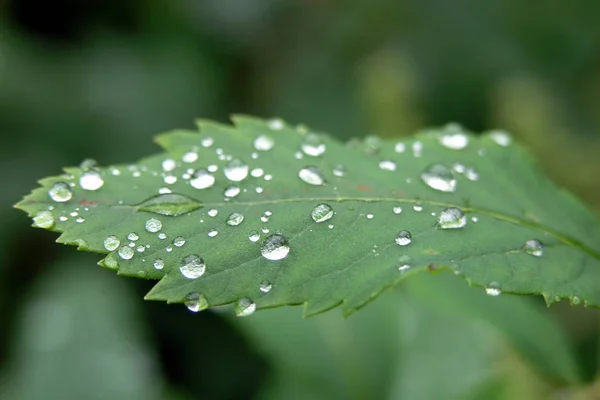 Gouttes Rosée Sur Une Feuille — Photo