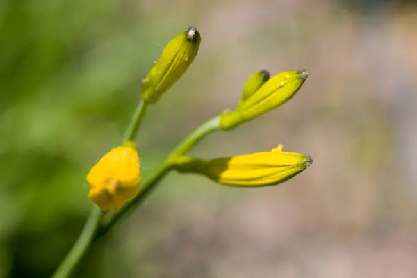 Όμορφη Θέα Του Φυσικού Λουλούδι Marigold — Φωτογραφία Αρχείου