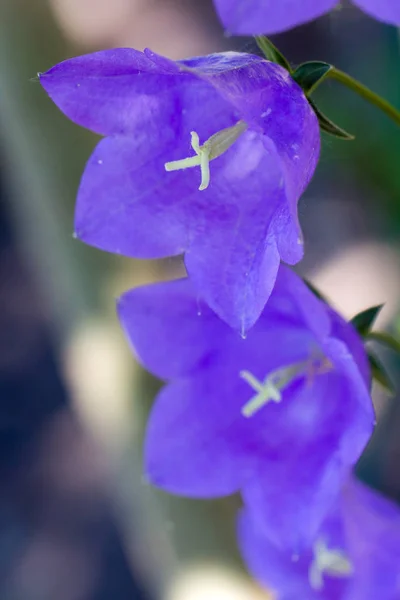 Vue Panoramique Belle Fleur Clocher Naturelle — Photo