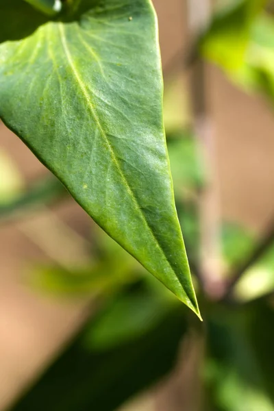 Liść Laurowy Wiśniowy Ogrodzie — Zdjęcie stockowe