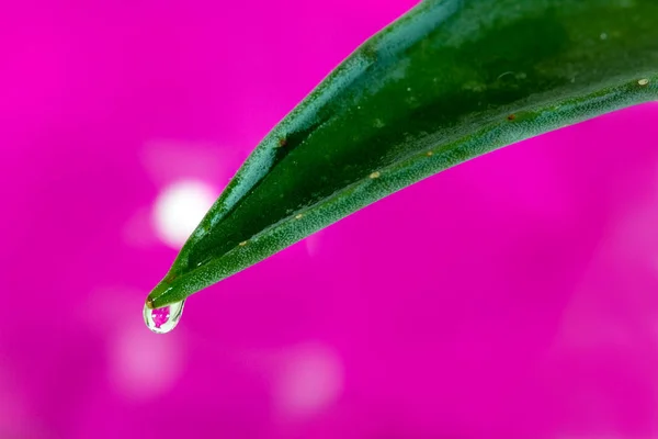 Aloe Vera Verde Folhas Florais — Fotografia de Stock