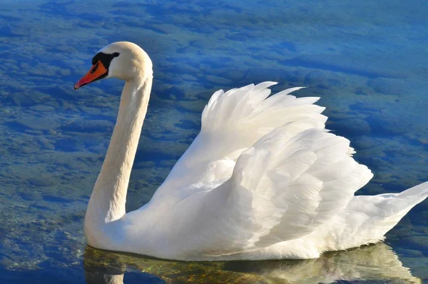 Живописный Вид Величественного Лебедя Природе — стоковое фото