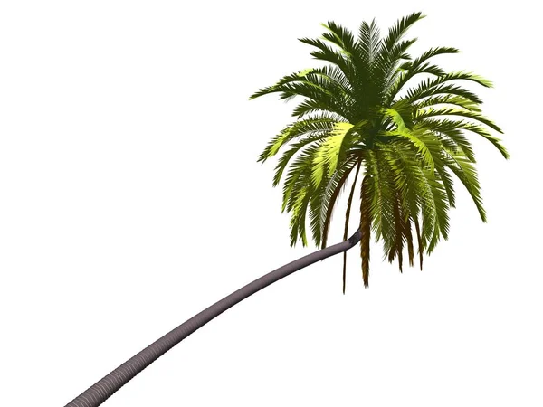 Tło Drzewa Palmowego Przestrzeń Kopiowania — Zdjęcie stockowe