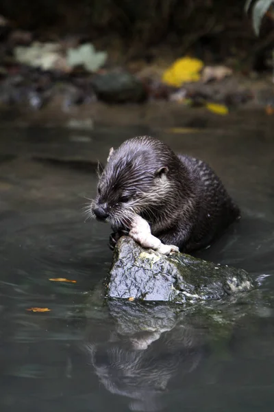 Otters Fish Eating — Stock Photo, Image