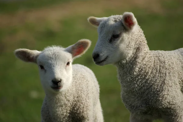 緑の草原に2匹の子羊が — ストック写真