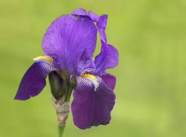 Mooi Botanisch Schot Natuurlijk Behang — Stockfoto