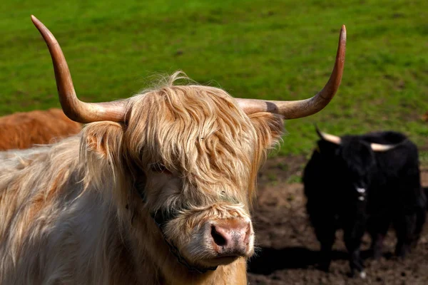 Pecuária Highland Animais Selvagens — Fotografia de Stock