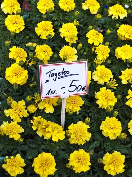 Beautiful View Natural Marigold Flower — Stock Photo, Image