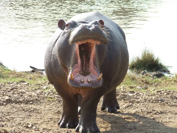 Hippopotamus Däggdjur Flodhäst — Stockfoto