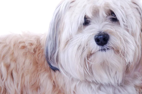 Portrait Cute Dog — Stock Photo, Image