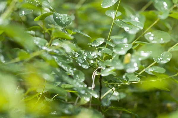 Grama Verde Com Gotas Orvalho Folha — Fotografia de Stock