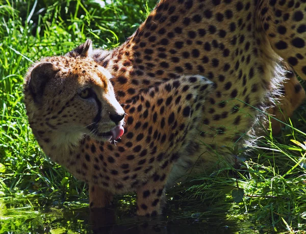 Gepard Acinonyx Jubatus — Stock fotografie