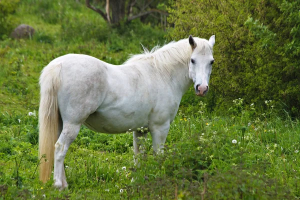 White Horse Equine Animal — Stock Photo, Image