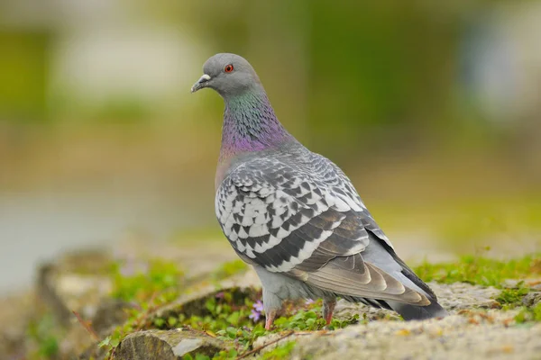 Vacker Utsikt Över Vacker Fågel Naturen — Stockfoto