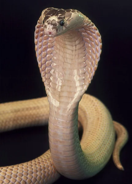 Cobra Slang Gevaarlijk Slangengif — Stockfoto