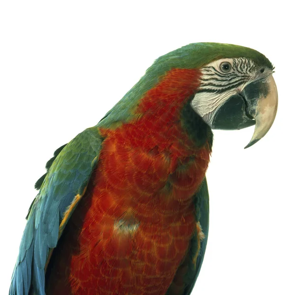 Scenic View Beautiful Parrot Nature — Stock Photo, Image
