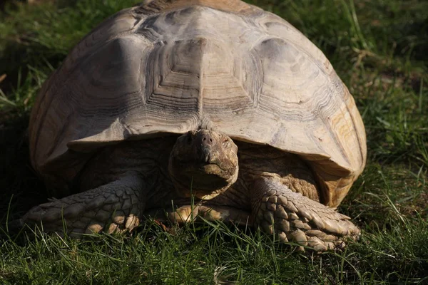 Dierenwelzijn Dierentuin — Stockfoto