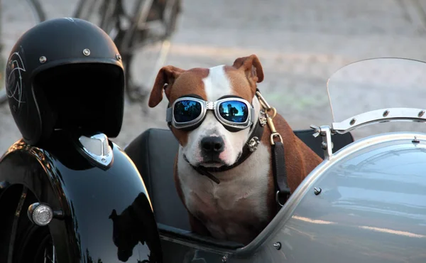 Vista Panoramica Del Cane Cucciolo Carino — Foto Stock