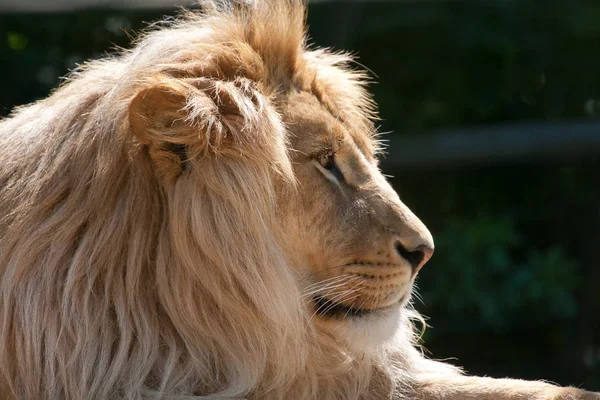 Lion Predator Wild Carnivore Cat — Stock Photo, Image