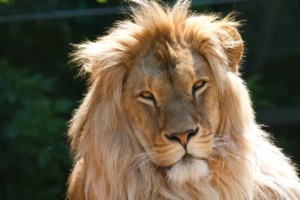 Lion Predator Wild Carnivore Cat — Stock Photo, Image
