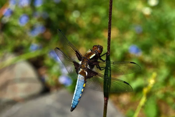 Natuurinsect Met Vleugels Natuurinsect — Stockfoto