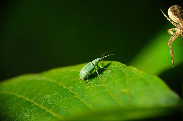 Escarabajos Depredadores Contra Araña —  Fotos de Stock