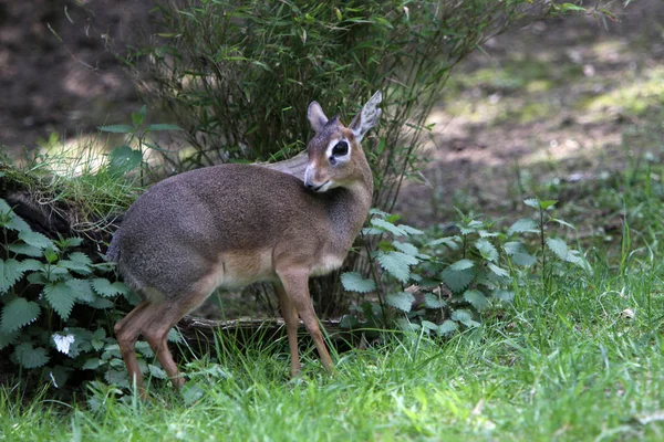 Faune Photographie Animalière — Photo