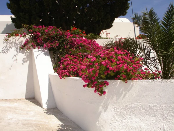 Blommor Trädgård Santorini — Stockfoto