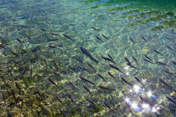 Fische Wasser — Stockfoto