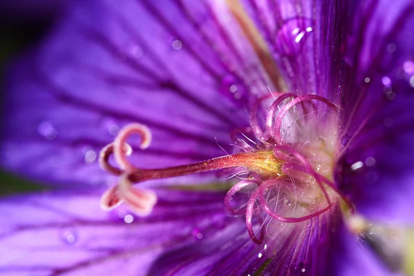 Kranichschnabel Violett Lila Blüten Blütenblätter Flora — Stockfoto