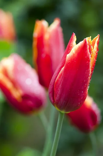 Fleurs Tulipes Fleurs Dans Prairie Flore Printanière — Photo