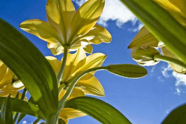 Widok Bliska Piękny Kwiat Lilii — Zdjęcie stockowe