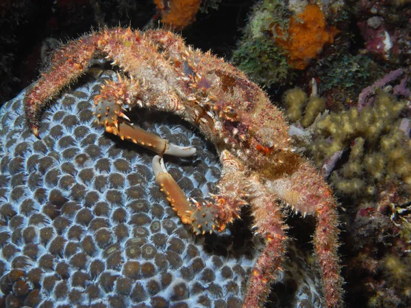 Szenischer Blick Auf Die Unterwasserwelt — Stockfoto