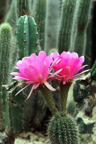 cactus flower, flora cacti growth