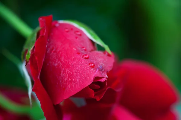 Pétalas Flores Rosa Flora Botânica — Fotografia de Stock