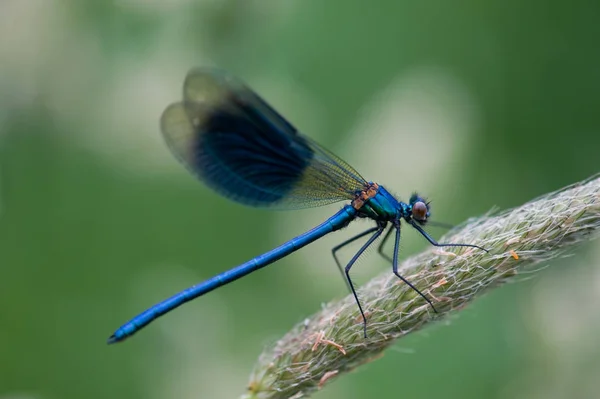 有翅膀的自然虫子 自然昆虫 — 图库照片