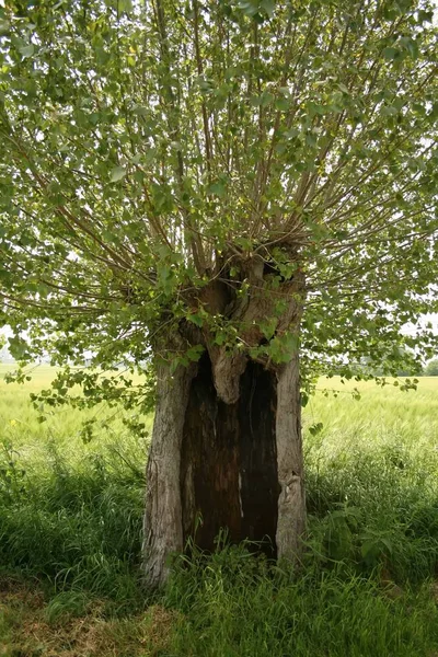 Bella Vista Sulla Natura — Foto Stock