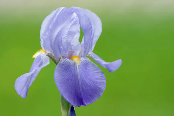 Close Uitzicht Mooie Lelie Bloem — Stockfoto