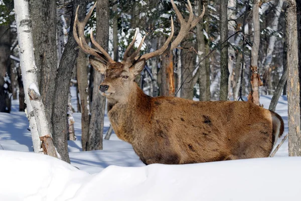 Scène Animalière Belle Nature — Photo