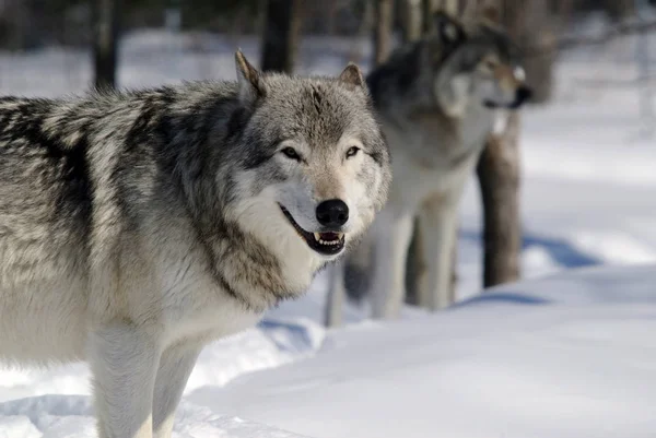 Vacker Utsikt Över Vild Varg Naturen — Stockfoto